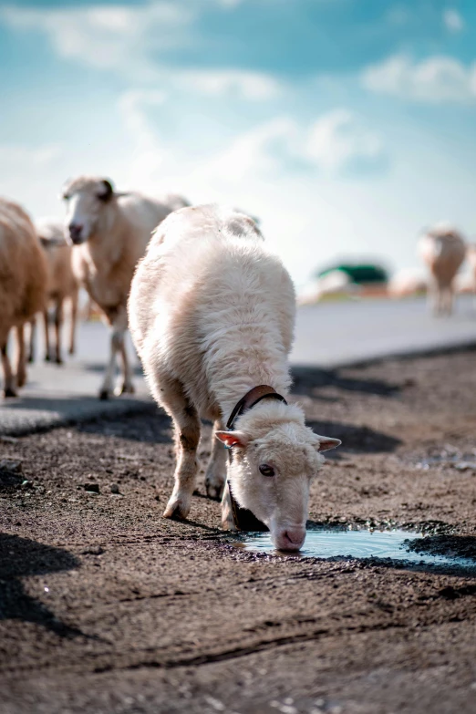 the sheep are all lined up beside one another