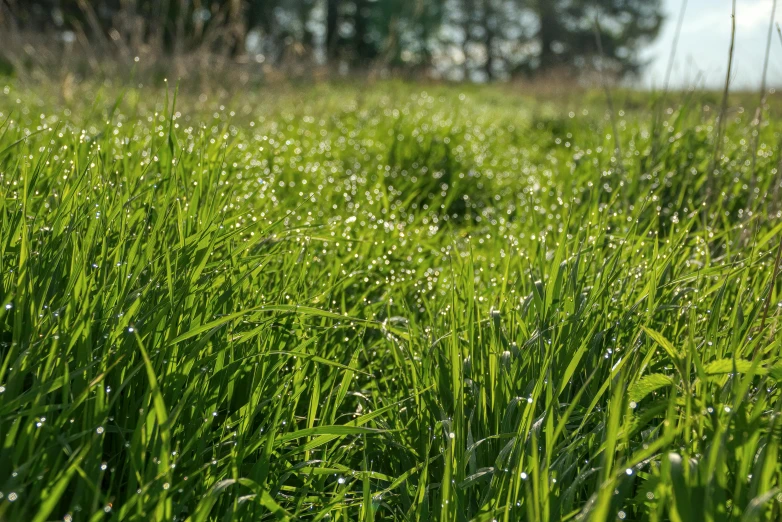 a field with grass, water drops and a sky background