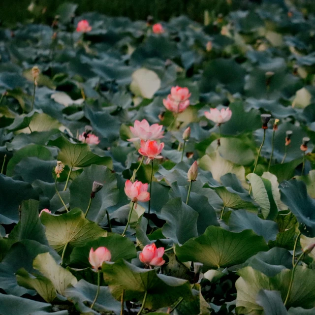 many plants with large green leaves and red flowers