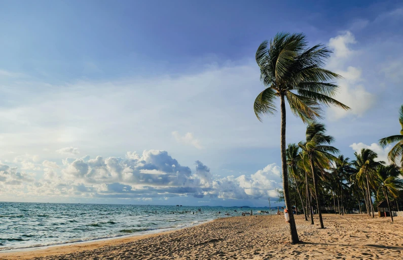 palm trees line the beach with the ocean in the background