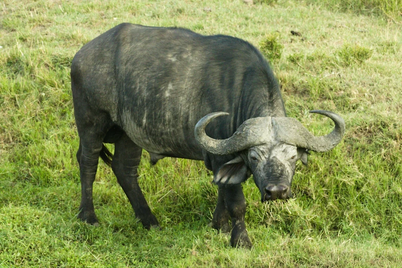 a long horned steer stands in the green grass