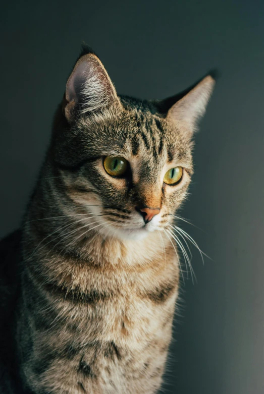 a cat with yellow eyes looks straight ahead