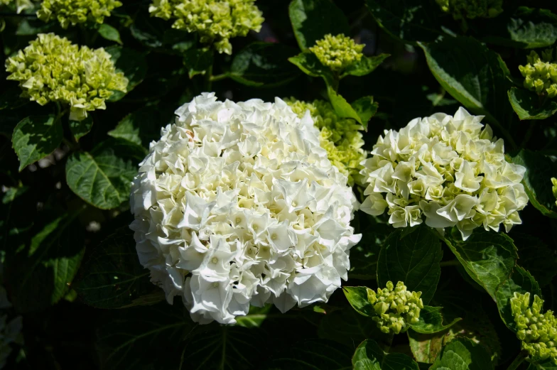 a large white flower next to green leaves