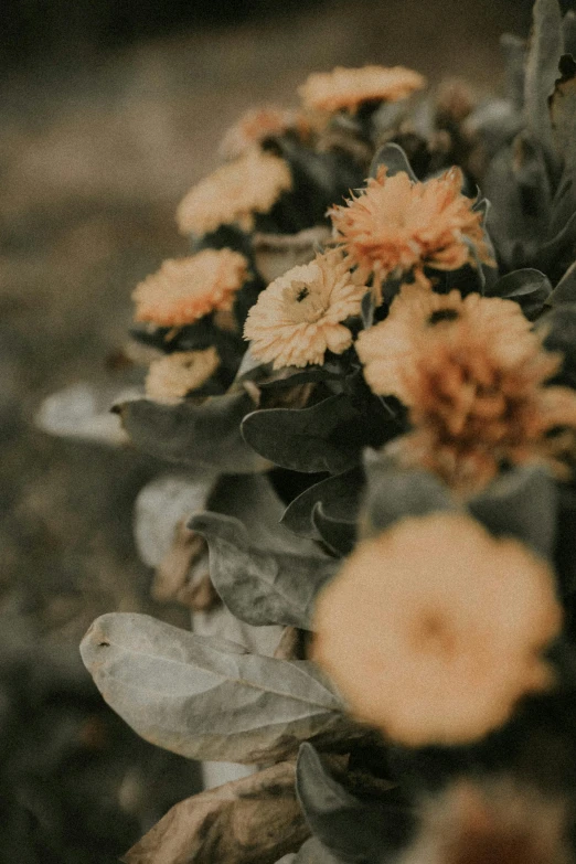 some flowers on a plant on a rainy day