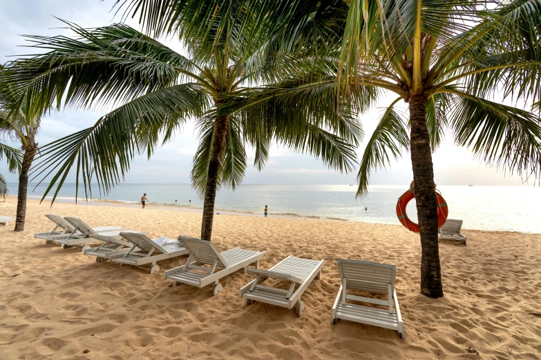 some chairs on the sand by a large palm tree