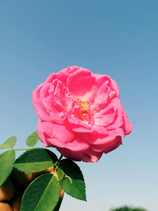 a large pink rose is shown in front of a clear blue sky