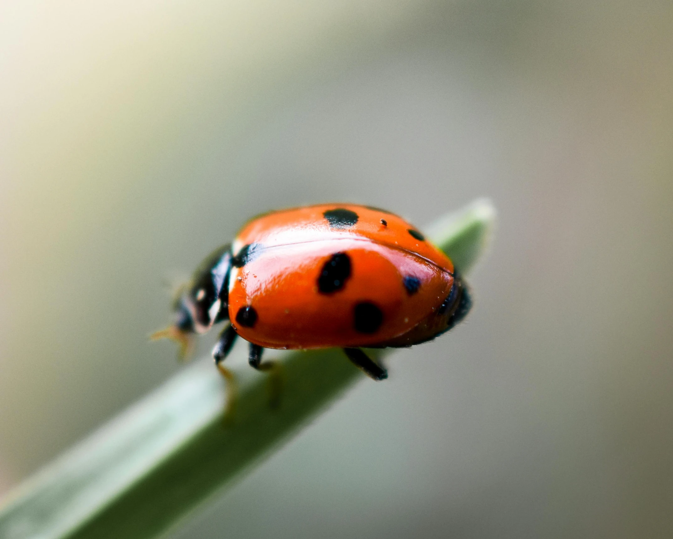 closeup of a ladybug on a plant with blurred background