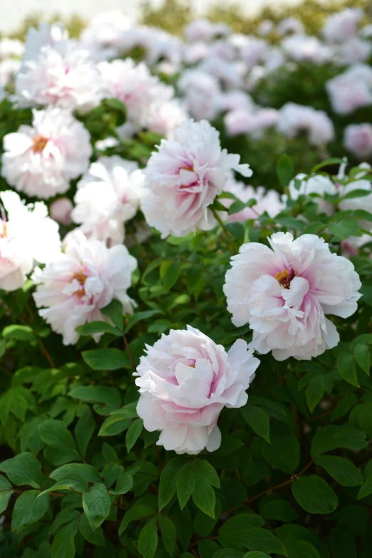 the flowers are blooming along the green leaves