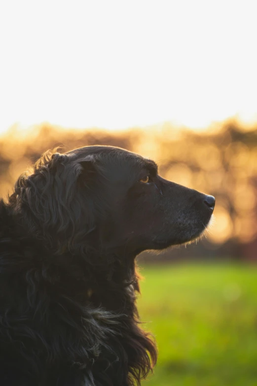 a dog stares away while sitting in the sun