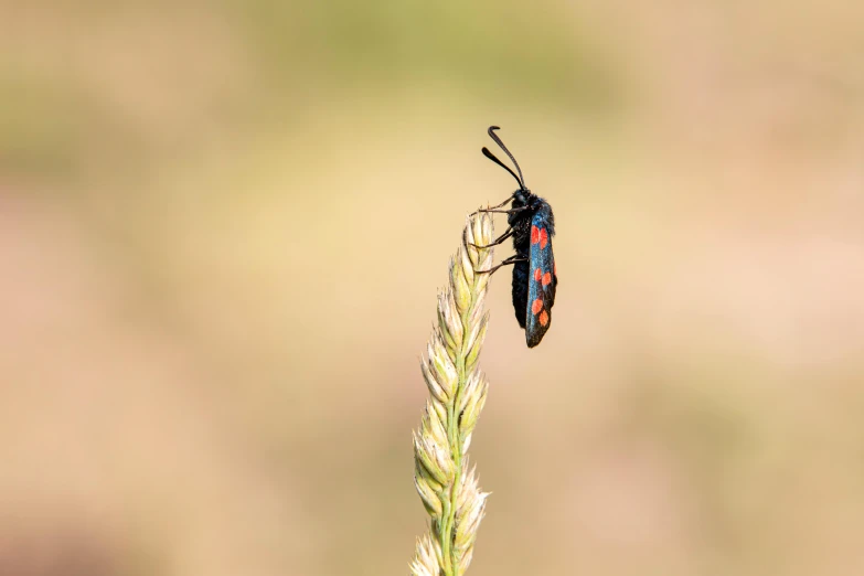 the beetle is resting on the tall plant