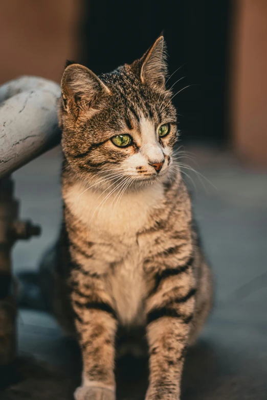 a cute tabby cat sitting on the floor and staring