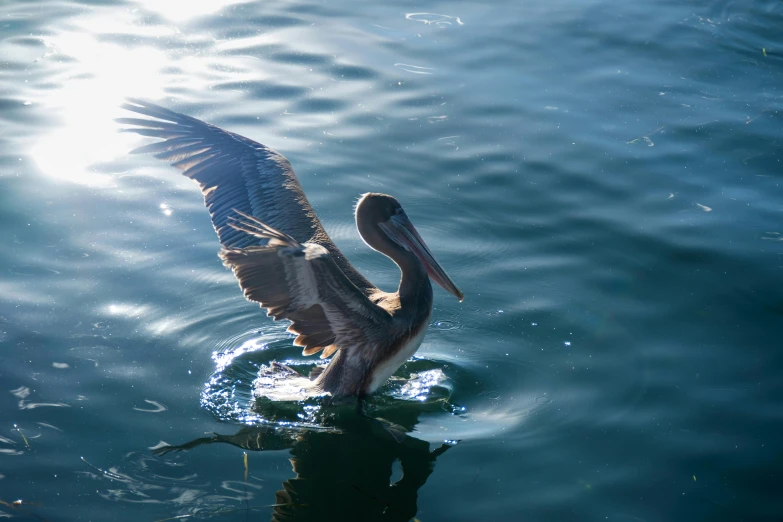 a bird sitting on the water with it's wings spread