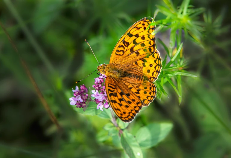 a beautiful erfly rests upon some pretty purple flowers