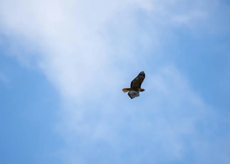 an eagle flying in a very blue sky