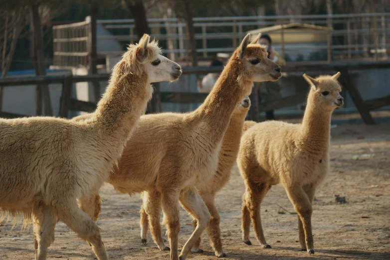 three alpacas standing on sandy ground in an enclosure