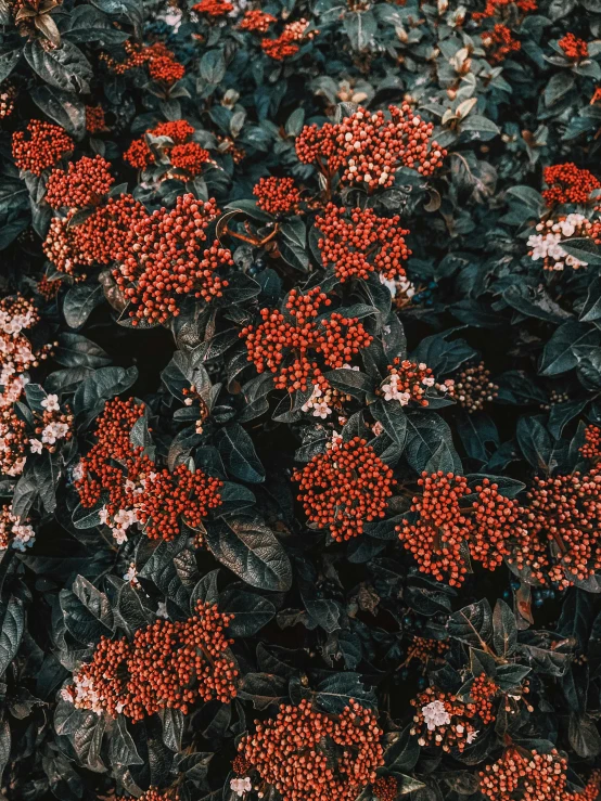 a field with lots of red and white flowers