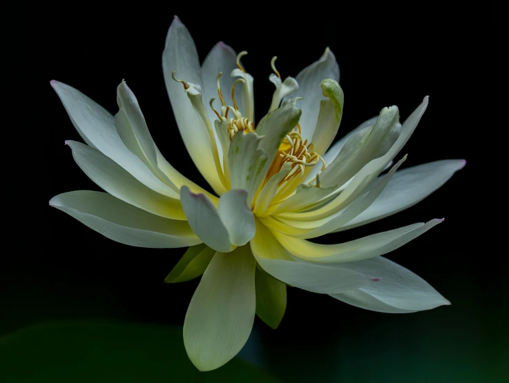 a large flower with very long petals is illuminated by the sun