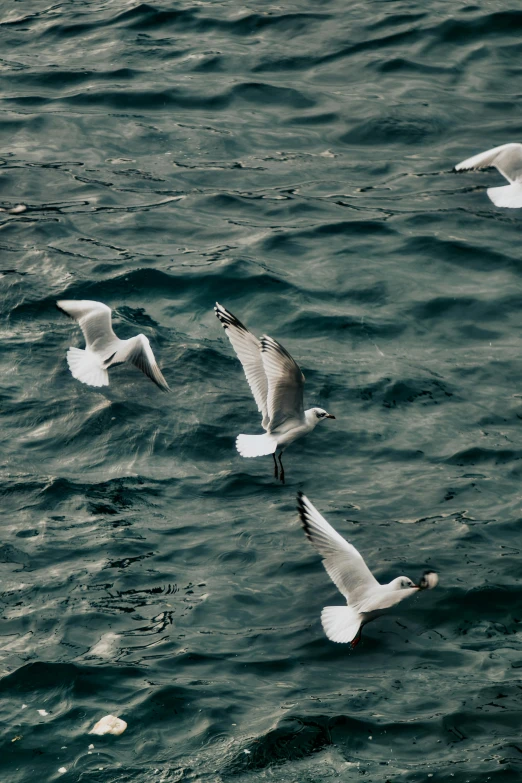 a flock of seagulls swimming near each other