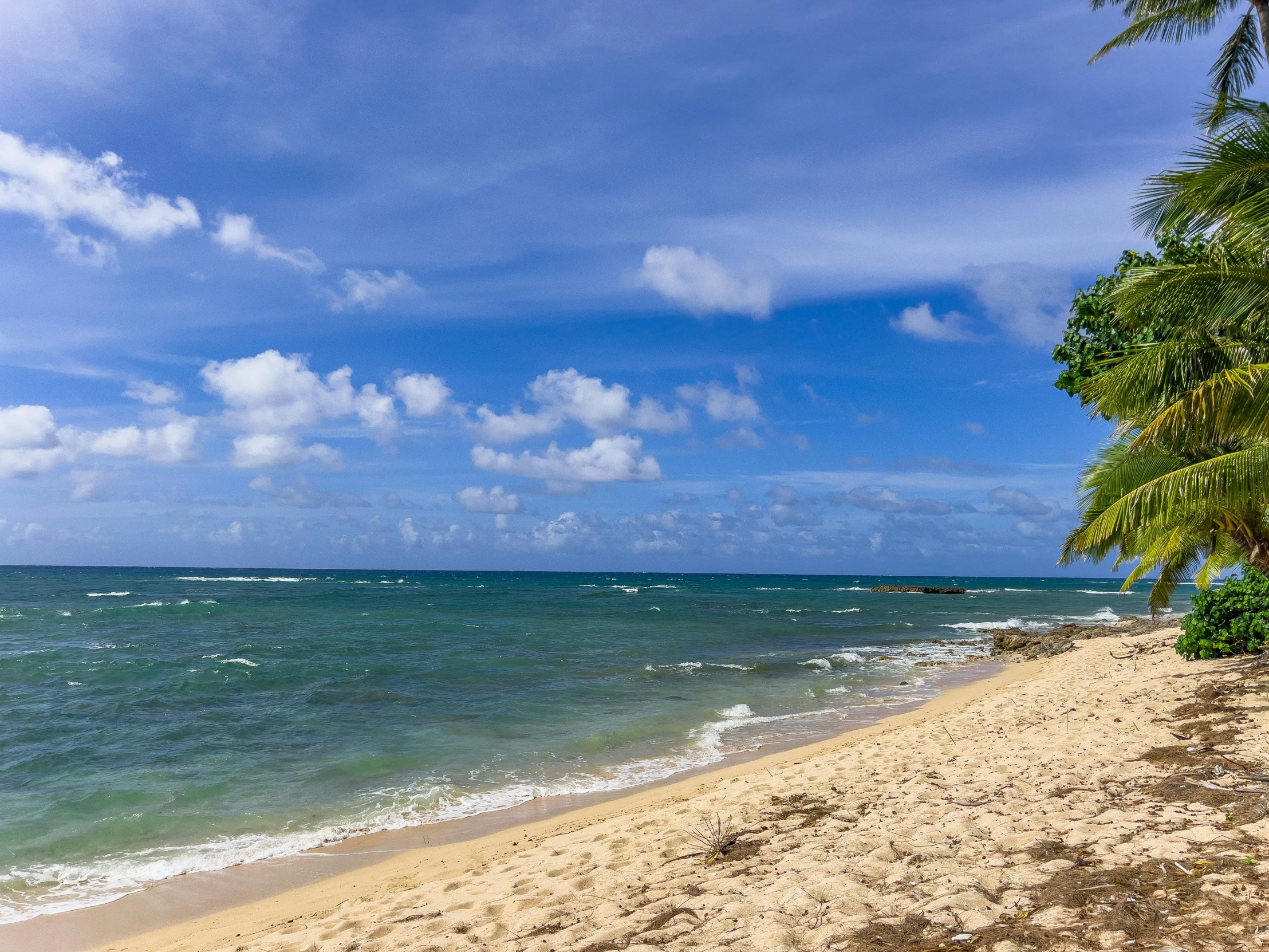 two palm trees sitting on the side of the beach