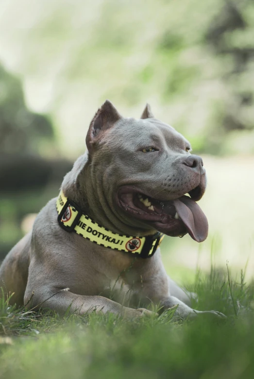 an older dog is laying in the grass