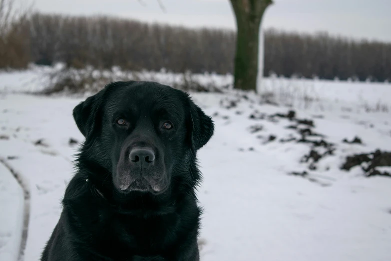 a black dog with brown ears standing in the snow