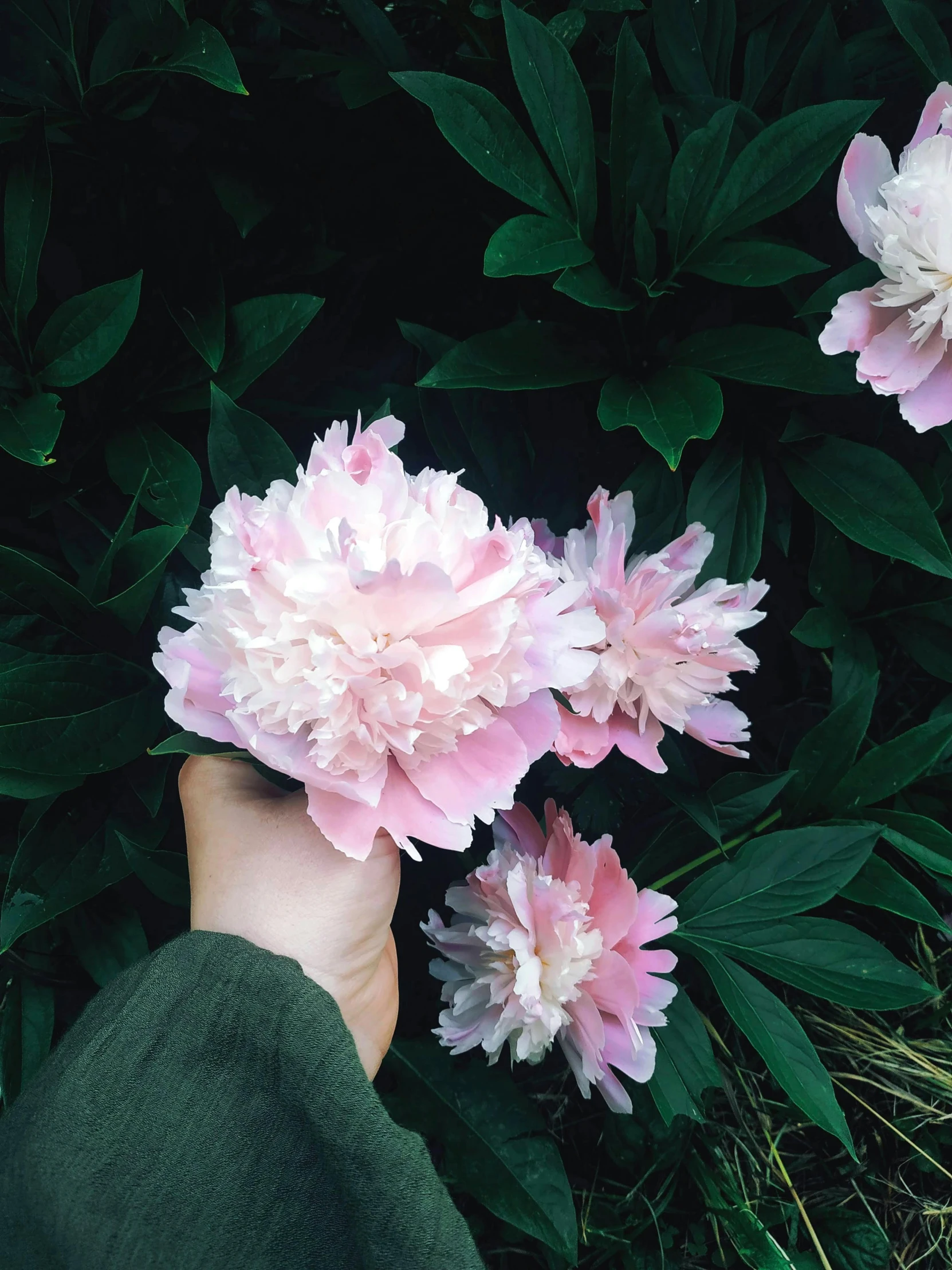 a person with their foot up on the grass and some pink flowers