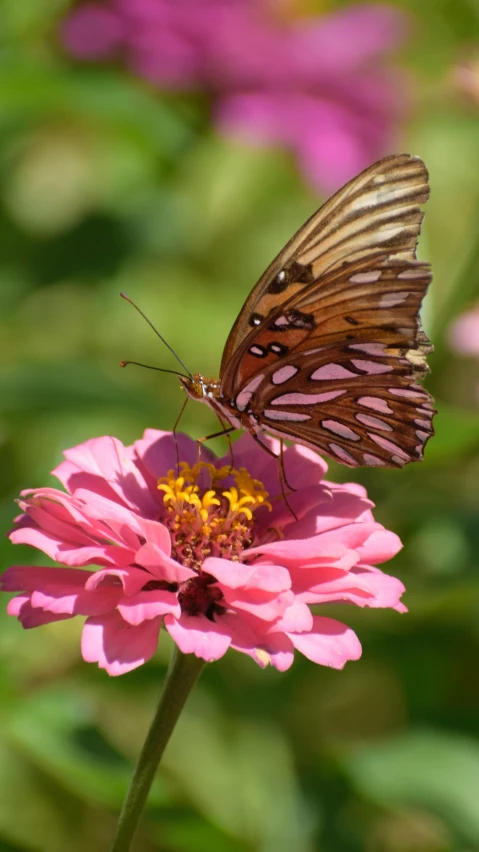 a large erfly is on top of a flower