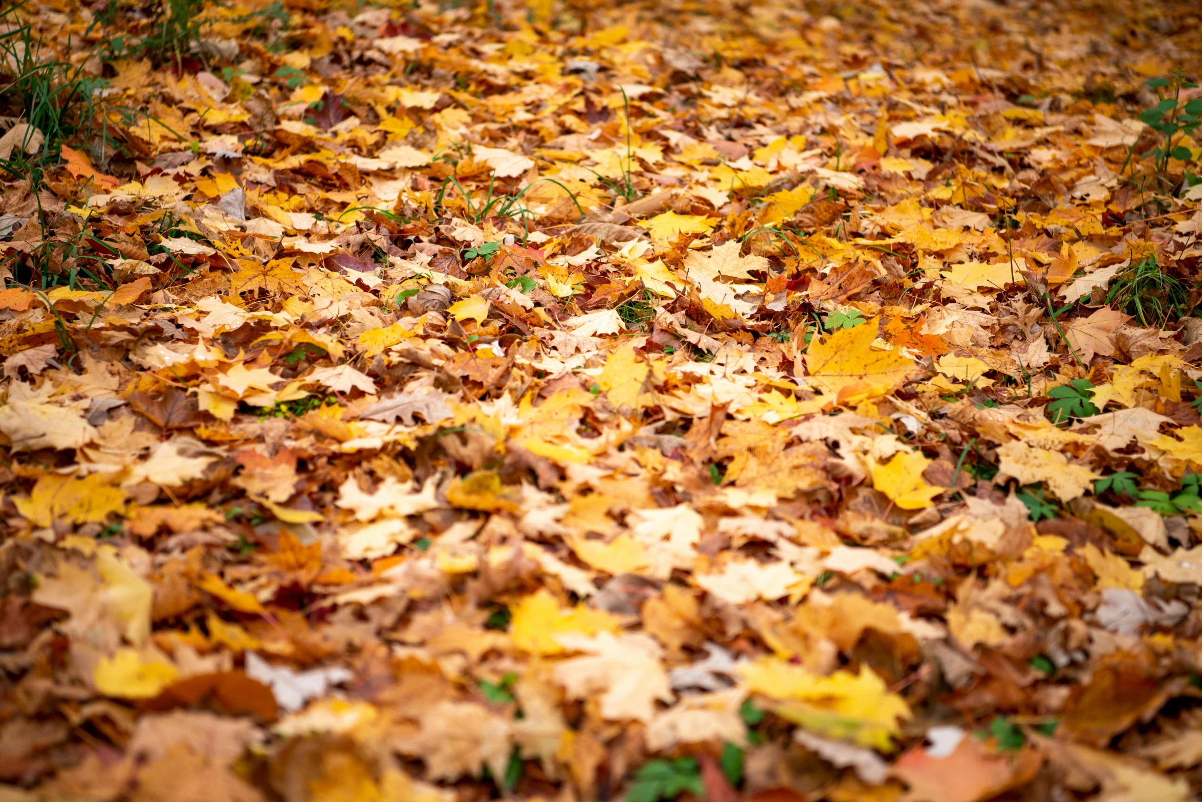 a group of leaves laying on the ground next to grass