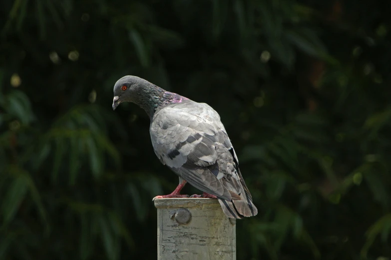 a pigeon sits on top of a pillar in front of some green trees