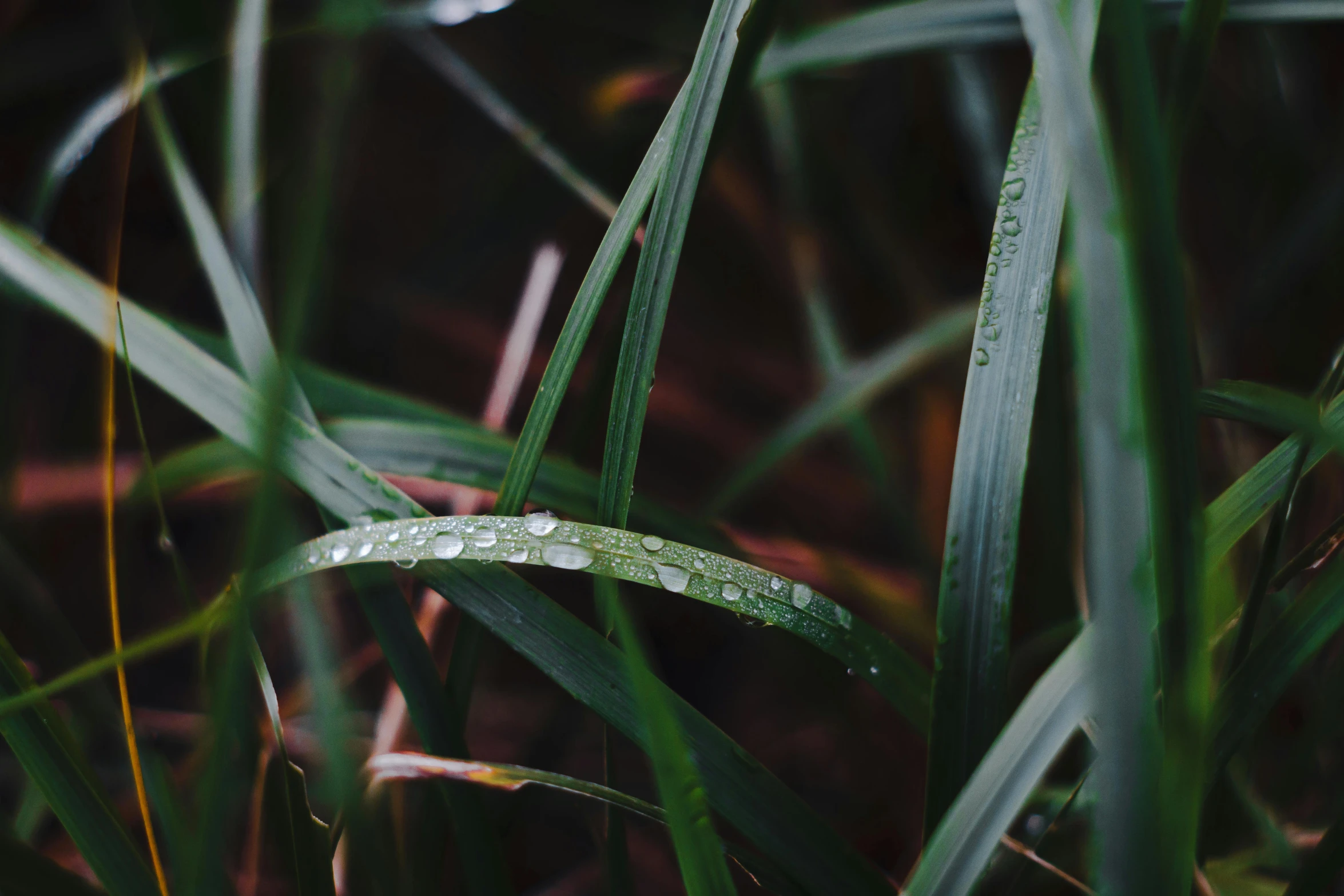 water drop on the grass with the sun behind it