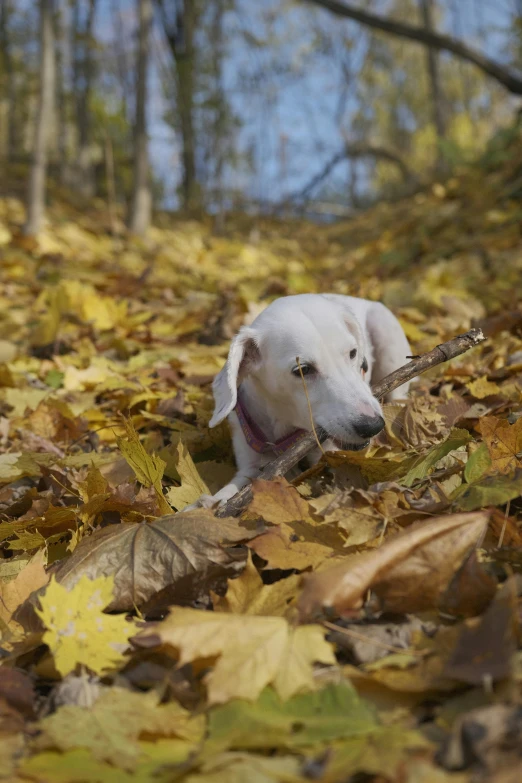 there is a white dog that is in the leaves