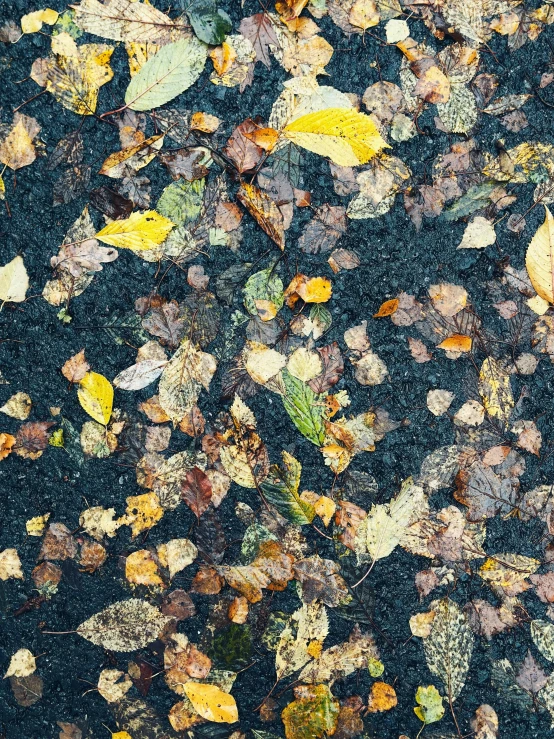 fallen leaves and mossy ground with brown brown yellow green and white leaves