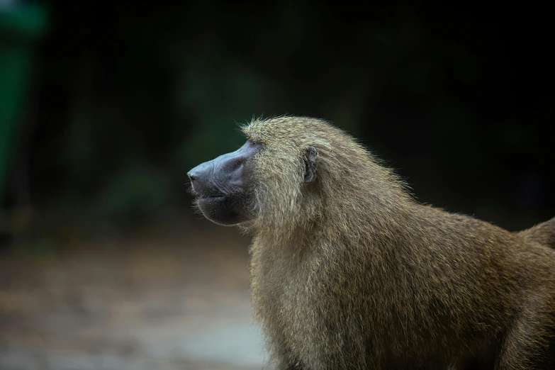 an animal is sitting and looking at soing