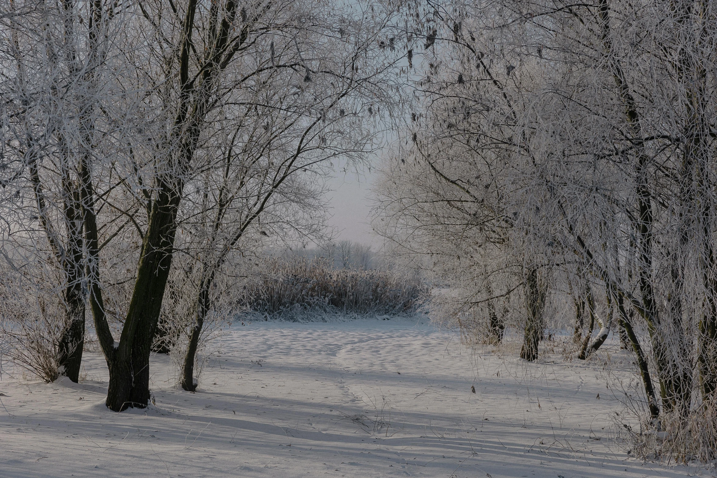 snowy forest with trees on both sides during winter