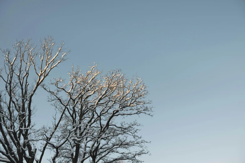 the trees are covered with snow as it stands in the daytime