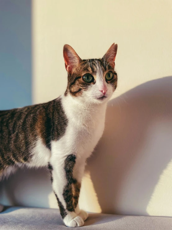 a cat standing next to a wall with a shadow