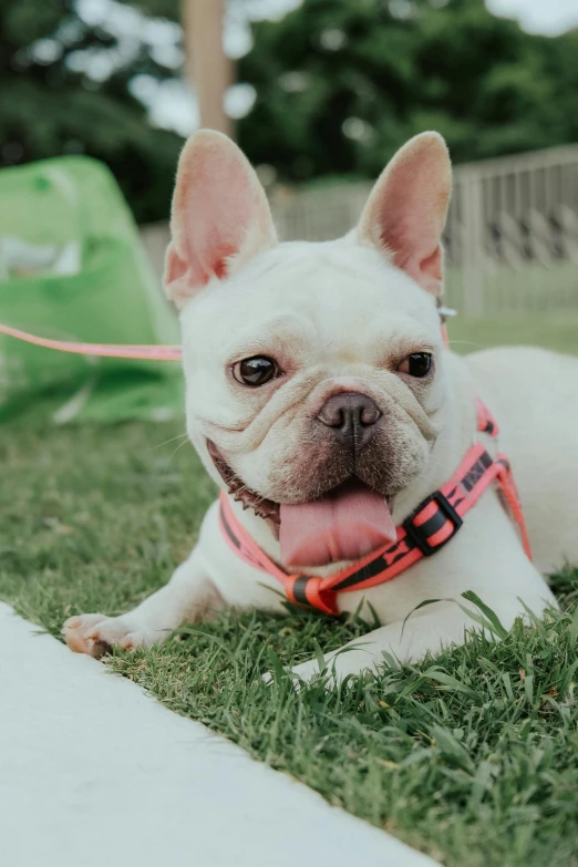 a cute little white dog laying down on the grass