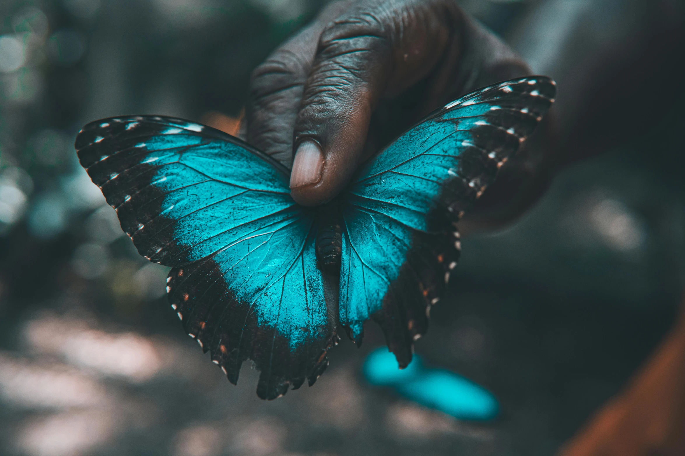 the blue erfly is resting on someones hand