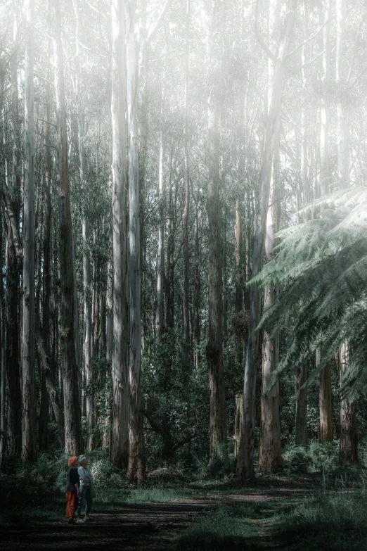 two people walking in a forest on a cloudy day