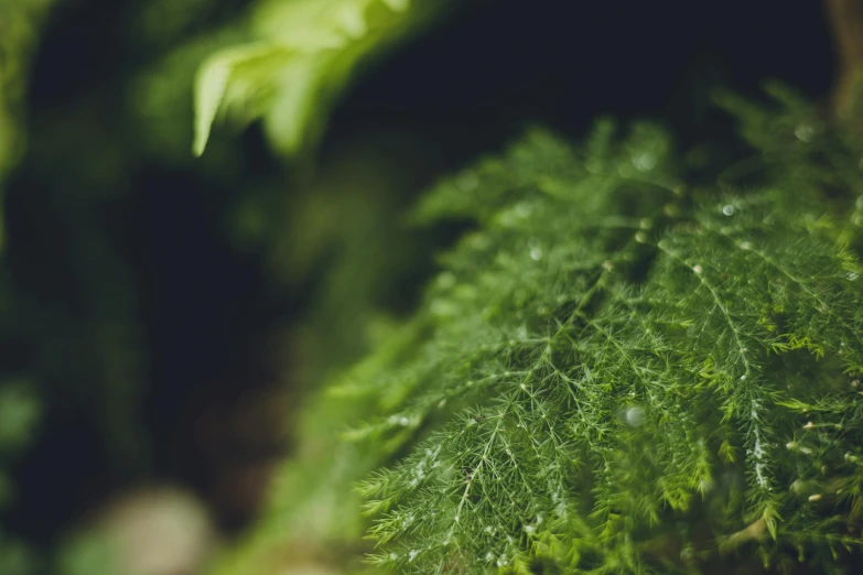 the leaves of some green plants are blurred