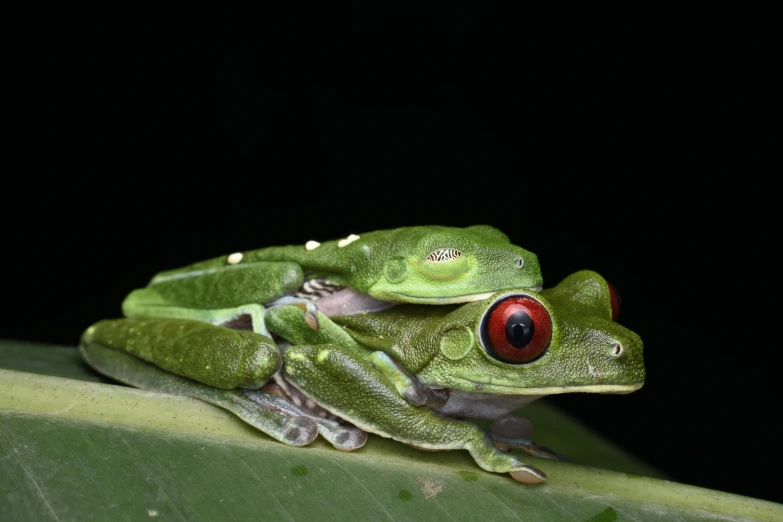 a green frog with red eyes on a leaf