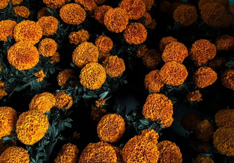 many orange and yellow flowers piled up together