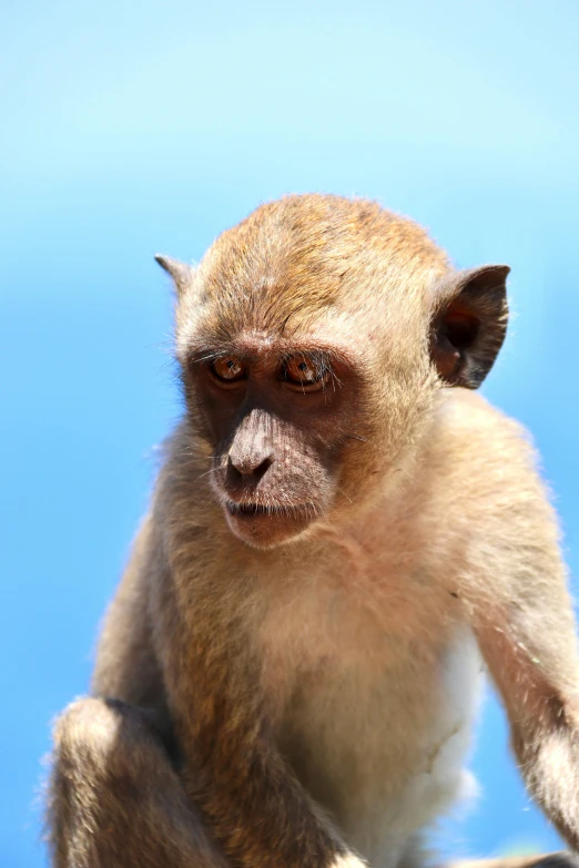 a monkey with a small grin sits on a nch