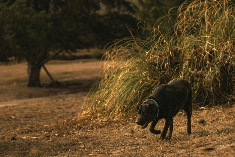 a black dog sniffing the ground with trees in background