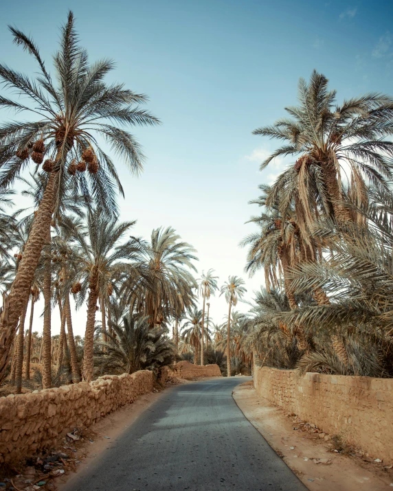 a paved pathway through a large group of palm trees