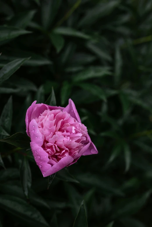 a pink carnation blooming in the middle of a bush