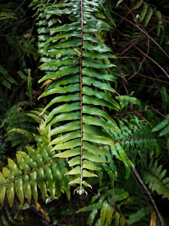 the leaves of a tree against some trees