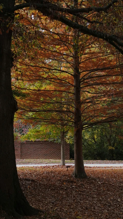 a wooden bench and trees in a park