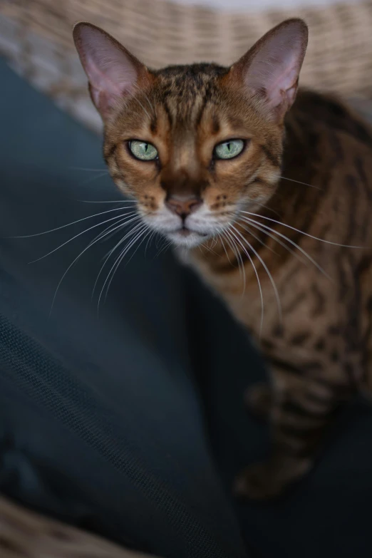 a cat that is looking at soing, with green eyes