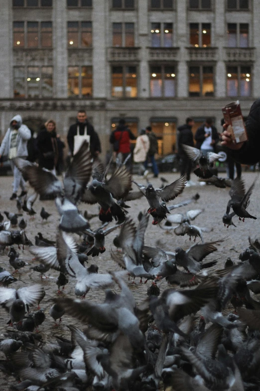 a flock of pigeons sitting on top of a street